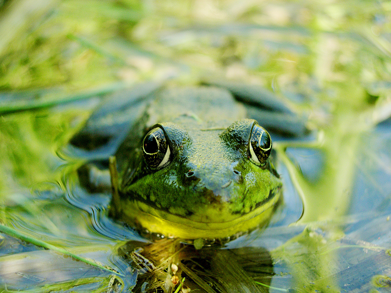 Frog Monitoring Workshop – February 26th