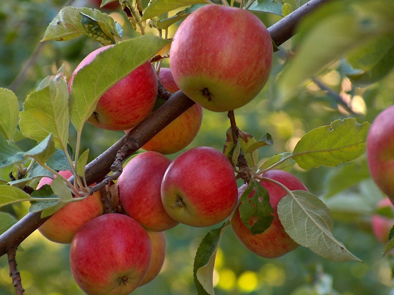 Urban Foraging: Sharing Fruit in Your Neighborhood