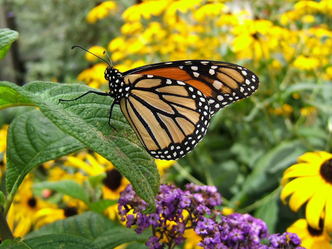 The Buzz on Native Bees